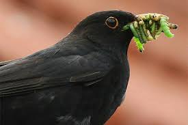 Amsel Mit Wurmsalat Oiseaux