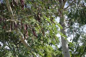 Image result for Albizia procera
