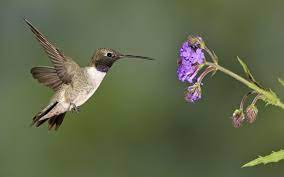 Bill is long and slightly decurved. Black Chinned Hummingbird Audubon Field Guide