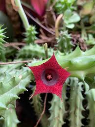 Image result for Huernia