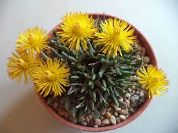 Image result for Hereroa