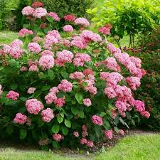 May 31, 2021 · passeggiando tra felci, erbacee e ortensie hydrangea aspera 'sargentiana', sovrastati da cascate di clematis montana grandiflora, ci si stupisce di fronte a questa ingegnosa emulazione del. Le Specie E Le Varieta Di Ortensie Piu Comuni E Piu Belle Coltivo Da Me