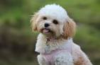 Are Maltese Poodle Mixes the Right Dogs for You?