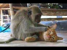 Try Not To Laugh Challenge Funniest Monkeys Vs Cats And Dogs Videos Compilation 2017 New Hd Youtube