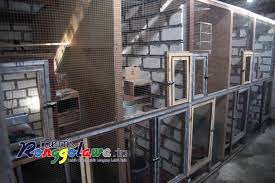 Beternak Murai Batu Di Kaki Gunung Nggalang Debby Bird Farm Sukses Hasilkan 15 25 Anakan Perbulannya Media Ronggolawe