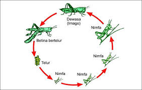 Hemimetabola (metamorfosis tidak sempurna) pada hemimetabolisme, perkembangan nimfa berlangsung pada fase pertumbuhan berulang dan ekdisis (pergantian kulit), fase ini disebut instar. Metamorfosis Sempurna Tidak Sempurna Perbedaan Ciri Contoh
