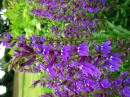 Image result for Lobelia rubescens