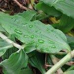 Image result for Aneilema aequinoctiale