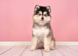 They come in all shapes and sizes, so there really is a dog for everyone. 10 Hypoallergenic Mixed Breeds Patchpuppy Com