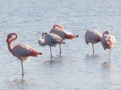 Flamingoes On The Etang Du Thau Marseillan Flamingoes Etangduthau Saraspencer Marseillan Marseillan Plage Etang
