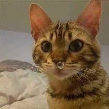 Chat Rien De Plus Chou Qu Un Chat Surtout Quand Il A L Air Completement Con Air Chat Chats Sevimli Kedi Yavrulari Sevimli Kediler Sevimli Hayvan Yavrulari