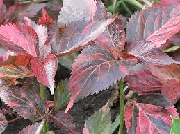 Image result for Acalypha paucifolia