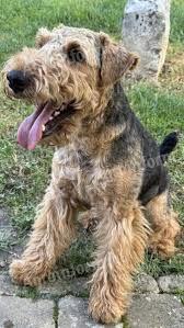 Image result for velšteriér