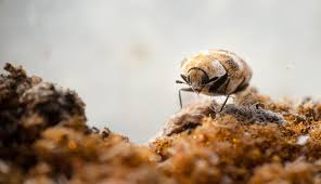 These detailed reviews on each pick will let you understand the. How To Kill And Get Rid Of Carpet Beetles Simple Home Guide Pest Strategies