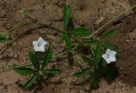 Image result for Ipomoea magnusiana