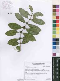 Image result for Polysphaeria multiflora