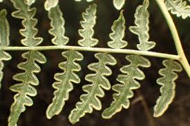 Image result for Pteridium aquilinum