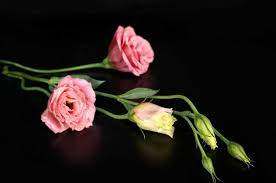 They are very beautiful and have unique characteristics, so they deserved their own board. 20 Beautiful Rare Flowers In The World