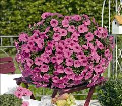 Pin On New Varieties