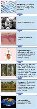 Reading Levels Of Organization Of Living Things Biology