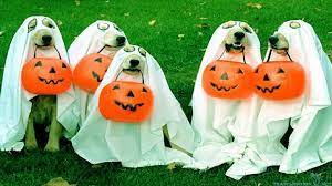 We did not find results for: Dogs Pumpkin Autumn Halloween Wallpaper 195916 Wallpaperup Funny Halloween 1920x1080 Wallpaper Teahub Io