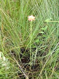 Image result for Gnidia chrysantha