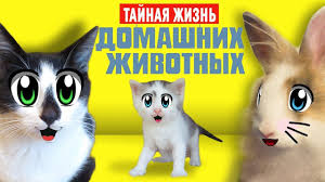 смотреть мультик тайная жизнь домашних животных все серии подряд Tajnaya Zhizn Domashnih Zhivotnyh 2 Multfilm Ot A Nu Ka Davaj Ka Kot Malysh I Koshka Murka Odni Doma Kak Multfilm Secre Character Fictional Characters Pikachu