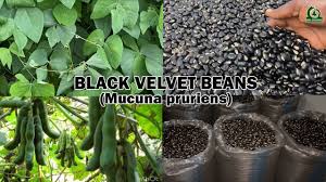 Image result for Vigna mildbraedii