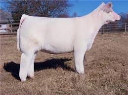 The Bartender Show Cattle Miniature Cows Breeds