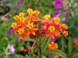 Milkweed A Monarch Butterfly Fave Asclepias Annual Plants Plants