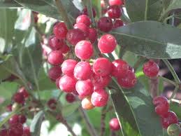 Image result for Landolphia ligustrifolia