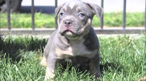 Visit our page to learn more about the different tri color or more accurately the tan point coat. Pocket Blue Tri Color Bully Puppy Youtube