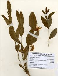 Image result for Jasminum pauciflorum