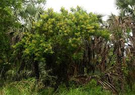 Image result for Entada abyssinica