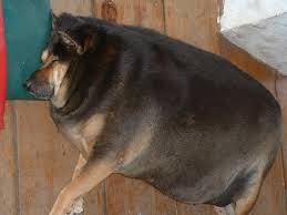 Memebase fat animals all your memes in our base funny. Fat Dog