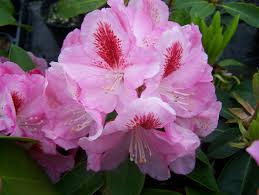 Rhododendronfurnivalsdaughter