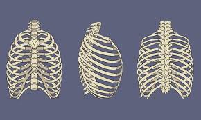 The rib cage, shaped in a mild cone shape and more flexible than most bone sets, is made up of varying elements such as the thoracic vertebra, 12 equally paired ribs, costal cartilage, and held together anteriorly by the sternum. Menschliches Brustkorb Skelett Anatomie Paket 1166078 Vektor Kunst Bei Vecteezy