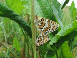 Image result for Melitaea cinxia