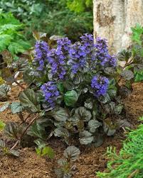 Image result for Ajuga