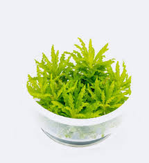 Image result for Pogostemon rogersii