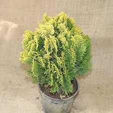 Image result for Culcasia orientalis