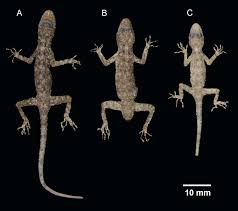 Cnemaspis psychedelica grismer, ngo & grismer, 2010. Three New Karst Dwelling Cnemaspis Strauch 1887 Squamata Gekkoniade From Peninsular Thailand And The Phylogenetic Placement Of C Punctatonuchalis And C Vandeventeri Peerj