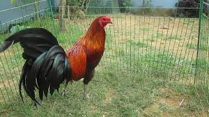 Menampilkan 56 ayam philipin dari berbagai forum jual beli. Gambar Ayam Pilipin