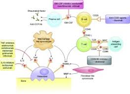 Rheumatoid arthritis (ra) is a chronic symmetric polyarticular joint disease that primarily affects the small joints of the hands and feet. Role Of Biological Agents In Treatment Of Rheumatoid Arthritis Sciencedirect