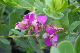 Image result for Polygala myrtifolia