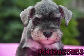 Schnauzer Trasi Minyaturler
