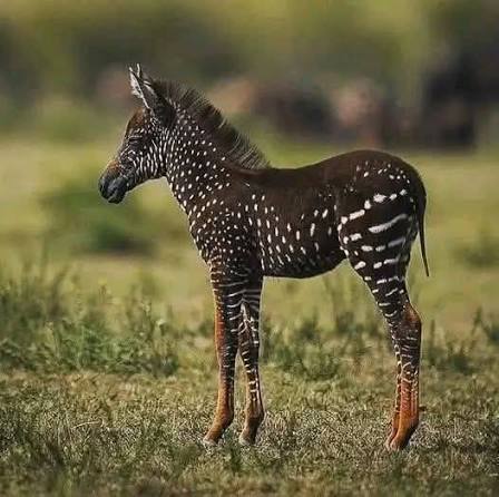 Meet Tira, the first-ever polka dot zebra discovered in the Masai Mara National Reserve, Kenya. Unlike typical zebras with black and white stripes, Tira stands out with his unique dark coat and