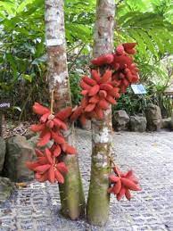 Pin On Unusual Edibles To Grow