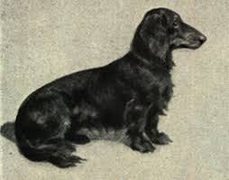 An online store for dachshunds and their owners. Long Haired Dachshund Facts Pictures Price And Training Dog Breeds