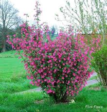 Ribes Sanguineum Groseille Sanguin Pas De Fruit 2x2 Rapide Ok Humifere Rose Rouge Ou Jaune En Avril Aurea Arbustes A Fleurs Arbustes De Jardin Arbuste